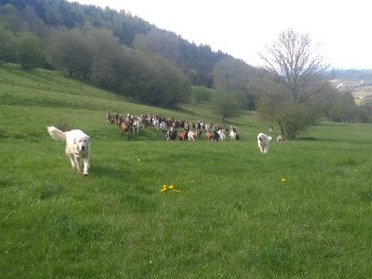 GAEC Les Chèvres de M. Seguin, Ferme Bio à Aranc