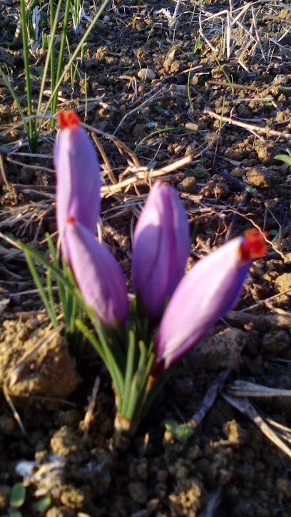 La Safranette, Ferme Bio à Rabastens