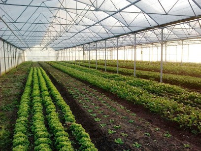 Jardin Maraicher Du Beaunois - Les Jardins De La Voie Romaine, Ferme Bio à Beaune-la-Rolande