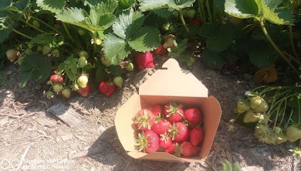Les Fruits d'Epaumesnil, Ferme Bio à Épaumesnil