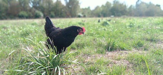 La Ferme de Bréhon, Ferme Bio à Saint-Gravé