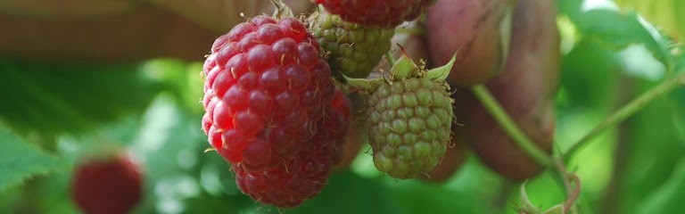 Ferme de Grimaudier, Ferme Bio à Saint-Jean-Chambre