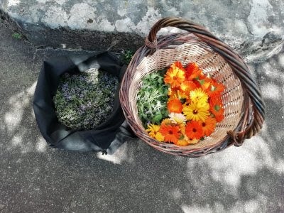 L'Orée des Millefeuilles, Ferme Bio à Celles-sur-Belle