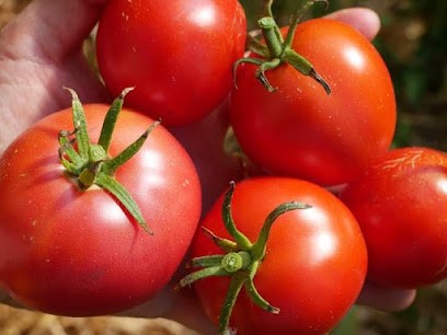 Les Jardins De La Thillaye, Ferme Bio à Saint-Étienne-la-Thillaye