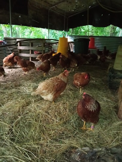 LES JARDINS DU HAUT VALLESPIR - Oeufs bio, Ferme Bio à Serralongue