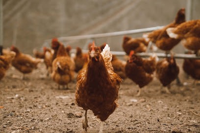 Le Poulailler Bio Majolan - Producteur d'œufs Bio, Ferme Bio à Eysines