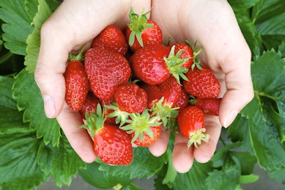 La toute petite ferme, Ferme Bio à Trans-sur-Erdre