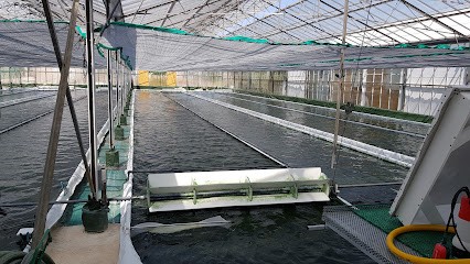 Spirulina Clos Sainte Aurore, Ferme Bio à Hyères