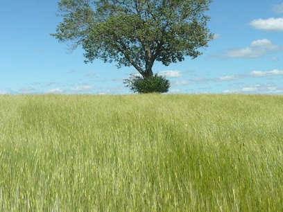 Le moulin du plateau - Ferme des quatre vents, Ferme Bio à Saint-Ciergues