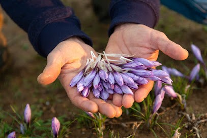 la maison du safran et des aromatiques, Ferme Bio à La Capelle-Bleys