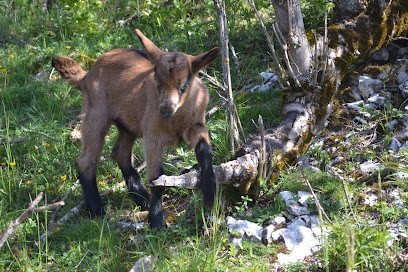 La Chèvrerie Du Châtelard, Ferme Bio à Autrans-Méaudre en Vercors