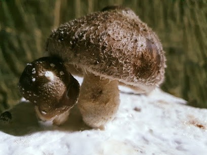 Les champis de l'Antre-deux-Mers, Ferme Bio à Lugasson