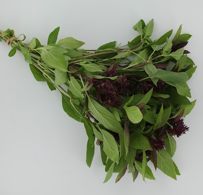 La serre à fines Herbes, Ferme Bio à Rochefort-sur-Loire