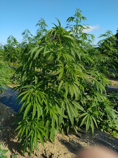 SCEA Les poulettes, Ferme Bio à Saint-Junien