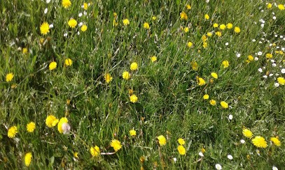 Le Potager Bio - EARL Les Serres de la Saône Jolie, Ferme Bio à Port-sur-Saône
