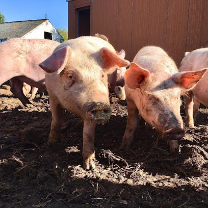 la ferme du bien élever, Ferme Bio à Quaëdypre