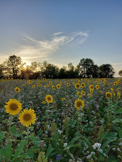 La ferme des 3 chemins, Ferme Bio à Couëtron-au-Perche