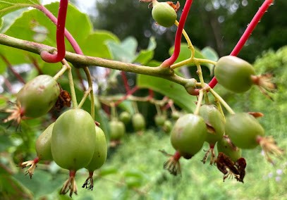 La Ferme de Coumère, Ferme Bio à Soueix-Rogalle