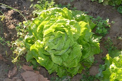 Ferme De La Rouquette, Ferme Bio à Beauvais-sur-Tescou