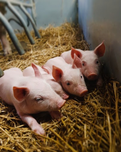 Ferme Bio Vente Directe ( Viande Porcs Et Bœuf ), Ferme Bio à Sains