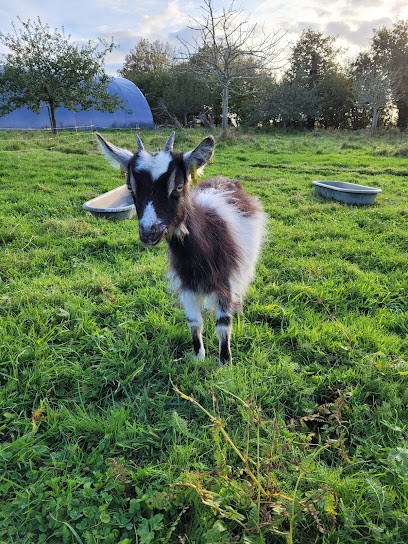 Ferme des p'tits cllos - chèvrerie bio à Magneville (Manche), Ferme Bio à Magneville