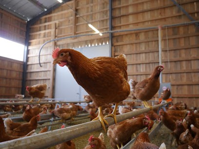 Les Picotines - Domaine d'Estève - Producteur oeufs biologiques éthiques, Ferme Bio à Saint-Aubin-de-Médoc