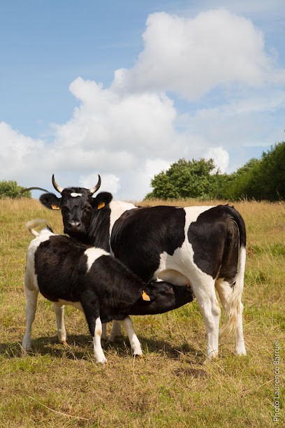 La Ferme des Gwenn Ha Du, Ferme Bio à Commana