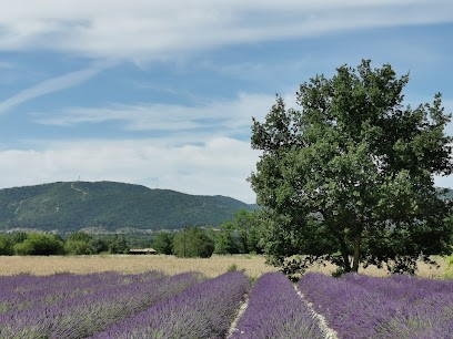 Grains de Provence, Ferme Bio à Villelaure