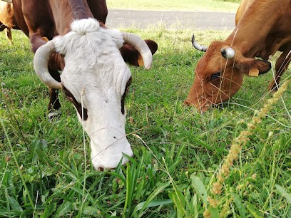 Les Rouquines, Ferme Bio à Chevenoz