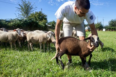 Gaec Du Carre D'ouailles, Ferme Bio à Chantrigné