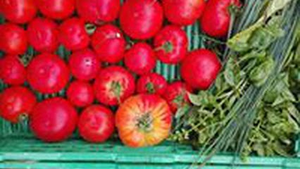 GAEC POTAGER DE FONTJALABERT, Ferme Bio à Lisle-sur-Tarn