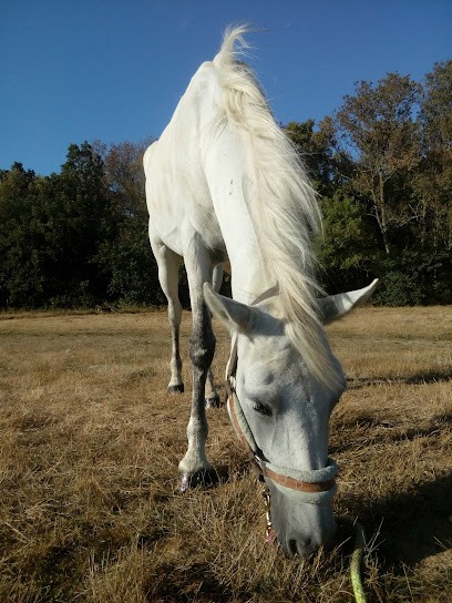 EARL Plume & Crin, Ferme Bio à Ambres