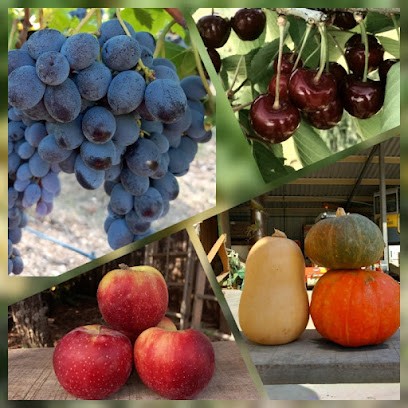 PATRICK AUGIER EARL, Ferme Bio à Saint-Saturnin-lès-Apt