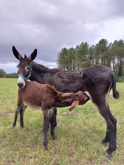 Maison Ane Apurna : Asinerie, élevage d'ânes des Pyrénées, lait d'ânesse bio et savonnerie artisanale, Ferme Bio à Saugnac-et-Cambran