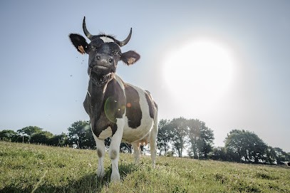 Ferme Le Buis Sonnant - Charcuterie et Produits laitiers, Ferme Bio à Plouguernével