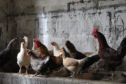 La Ferme Des Mains Vertes, Ferme Bio à Juvincourt-et-Damary
