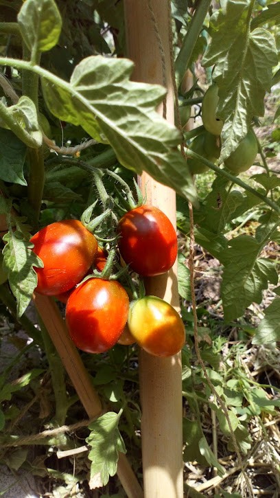 La Micro-ferme El Penedes, Ferme Bio à Saint-Hippolyte