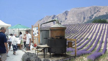 Le vallon des COURBIS - Lavande-de-provence, Ferme Bio à Montjoux