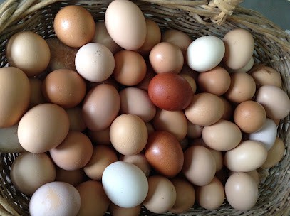 Earl Aribaud, Ferme Bio à Férolles