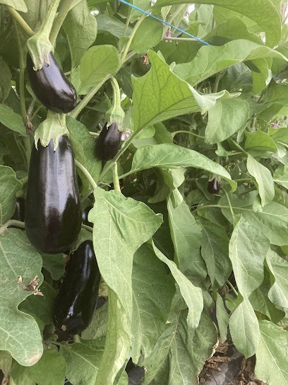 GAEC Ferme du roubion, Ferme Bio à Bonlieu-sur-Roubion
