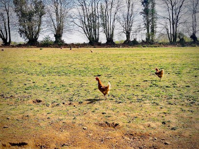 Ferme Les Poules aux Oeufs Bio - oeuf bio plein air, Ferme Bio à Rosporden