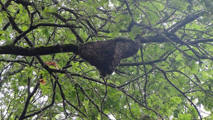 Rucher du bec d'Allier, Ferme Bio à Marzy