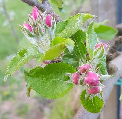 Jus de fruits Rothgerber, Ferme Bio à Traenheim