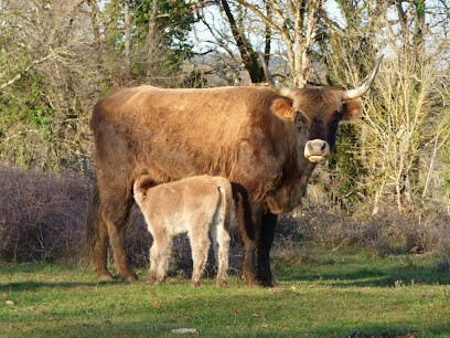 Les Aurochs du Causse, Ferme Bio à Issendolus