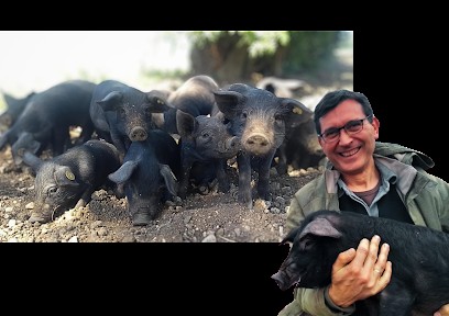 Les porcs noirs de La Planche, Ferme Bio à Bernay-Saint-Martin