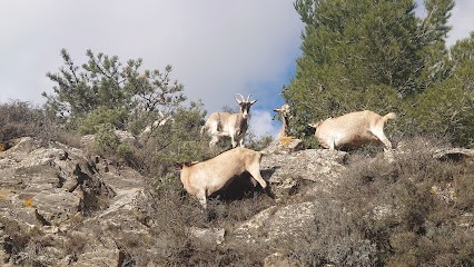 Les Chèvres du Sou, Ferme Bio à Serviès-en-Val