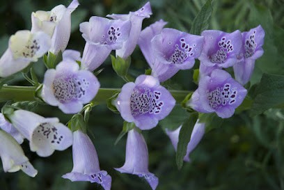 La ferme enchantée, Ferme Bio à Montestruc-sur-Gers