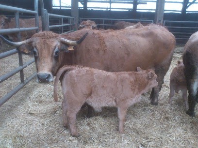 Jouve Michel, Ferme Bio à Mont Lozère et Goulet