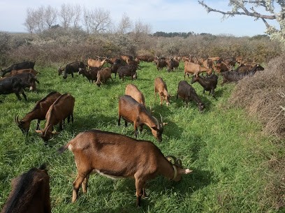 Fromagerie le Roelan, Ferme Bio à Erdeven