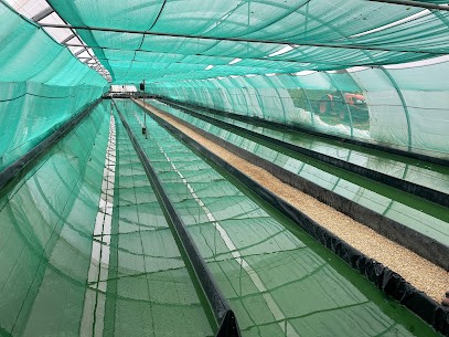 Manjolive Spirulina & Organic Saffron, Ferme Bio à Sabran